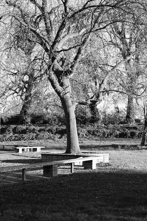 Tree in a Garden in Black and White 