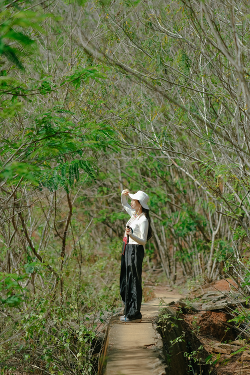 Free A woman enjoying a sunny hike on a wooden path surrounded by lush foliage in summer. Stock Photo