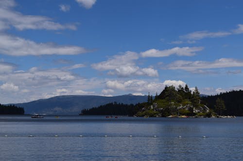 Coniferous Trees by the Lake 