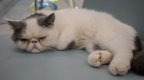 Grumpy cat sleeping