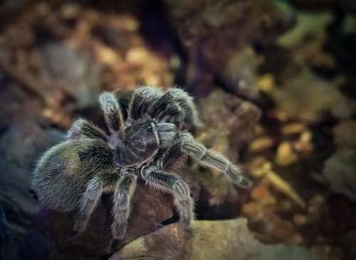 fobi, kıllı örümcek, korkmak içeren Ücretsiz stok fotoğraf