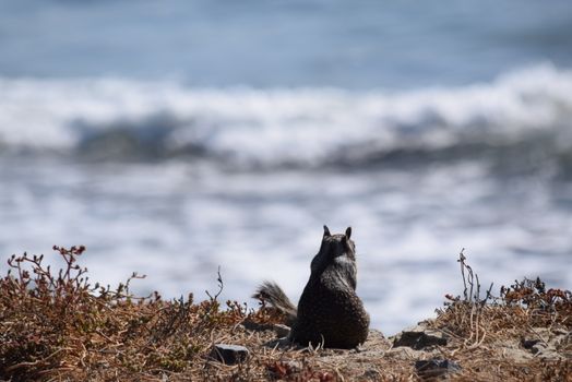 A squirrel sits on a rocky shore, gazing at the ocean waves crashing in daylight.