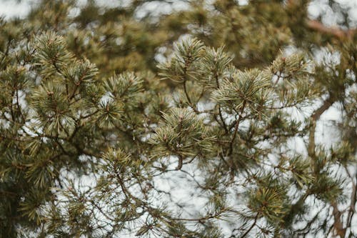 Close-up of Conifer Branches 