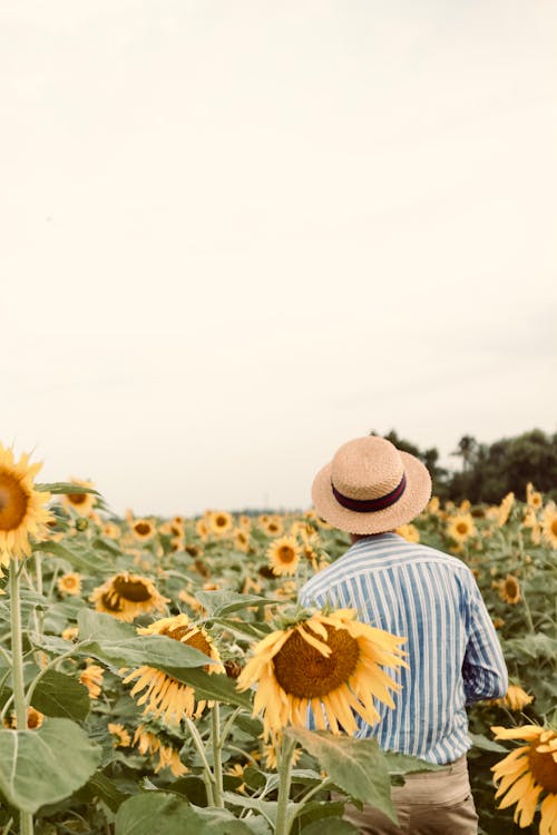 Person in Hat on Field of Sunflowers
