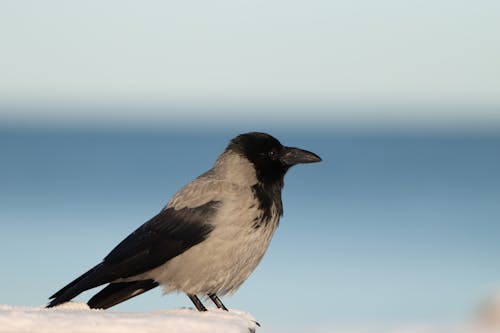 Free hooded crow  Stock Photo