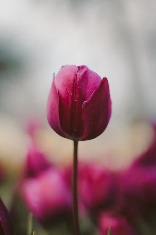 Imagine de stoc gratuită din floare, focalizare selectivă, fotografiere verticală