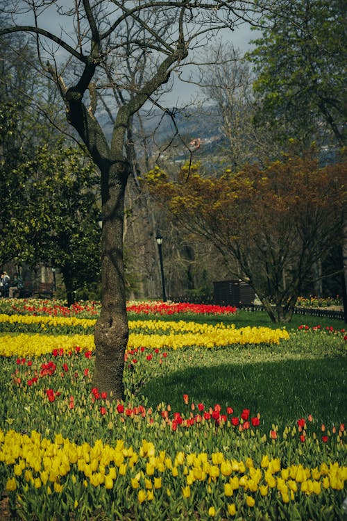 Foto stok gratis alam, bunga tulip, bunga-bunga