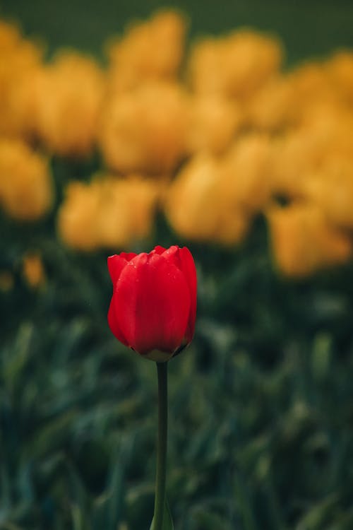 A single red tulip in the middle of a field of yellow tulips