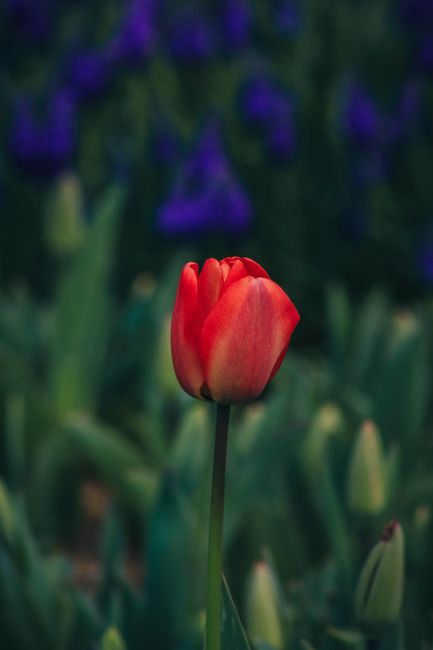 Close-up of a red tulip blooming in a lush spring meadow with vibrant colors.