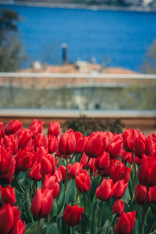 Gratis stockfoto met bloemen, fabrieken, overdaad