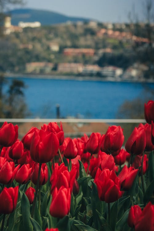 Ảnh lưu trữ miễn phí về bắn dọc, hoa, hoa tulip đỏ