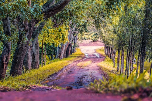 Gratis stockfoto met bomen