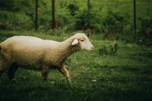 Sheep on Green Pasture