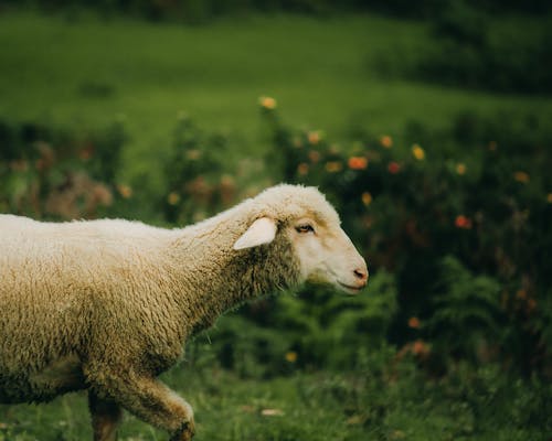 Sheep on Grassland
