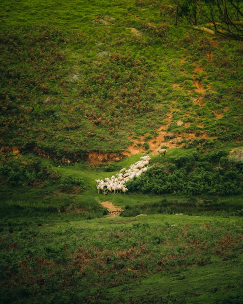 Flock of Sheep by River in Mountains