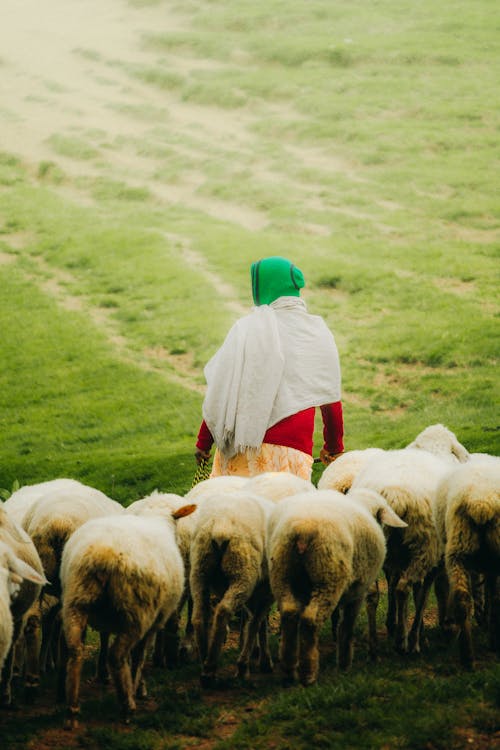 Back View of Woman Walking with Flock of Sheep