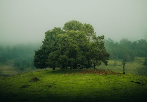 Free Misty landscape with a solitary tree atop a lush green hill, enveloped in fog. Stock Photo
