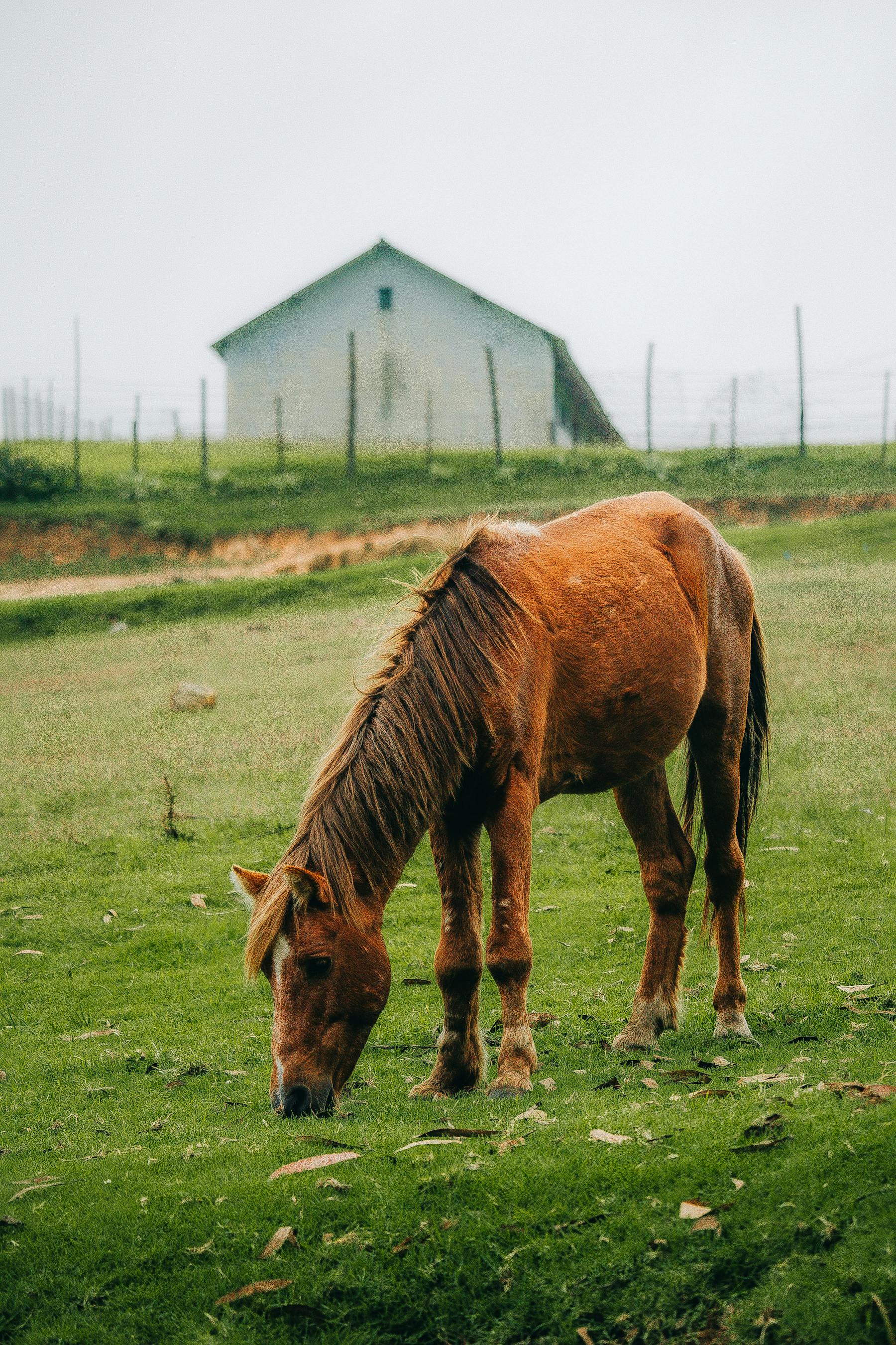 Brown horse calmly grazing in a scenic rural pasture with farmhouse in the background.