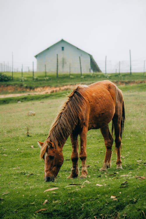 Horse Grazing on Meadow by Farm Buildings