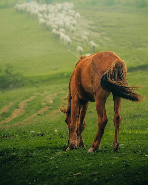 Horse Grazing on Alpine Pasture