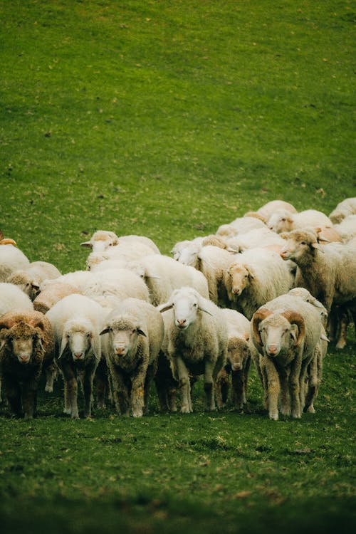 Flock of Sheep on Grassland