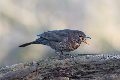 Blackbird on Tree