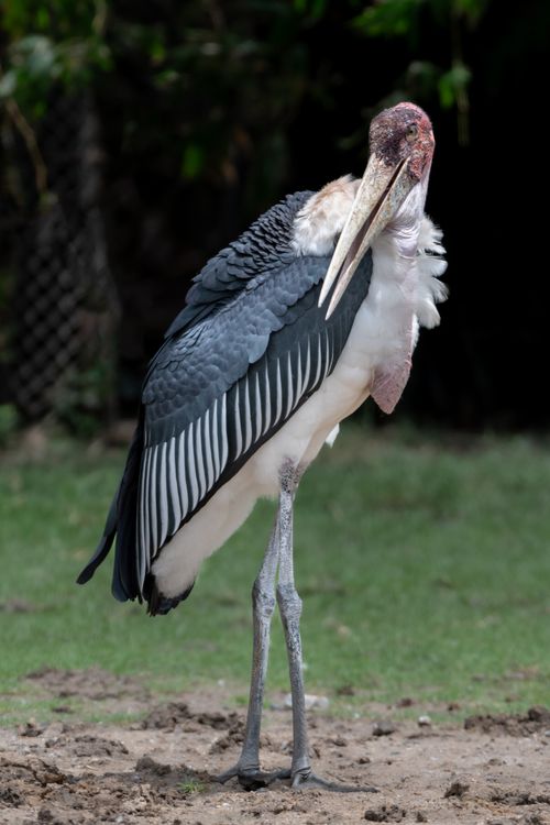 Free Majestic marabou stork standing outdoors in Bangkok zoo, showcasing wildlife beauty. Stock Photo