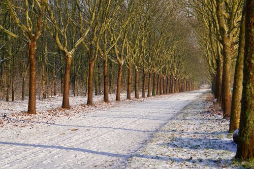 Free A serene snowy alley with rows of trees in winter, Paris, France. Stock Photo