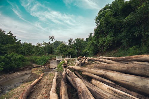 Foto d'estoc gratuïta de bell paisatge, bosc de bambú, boscos