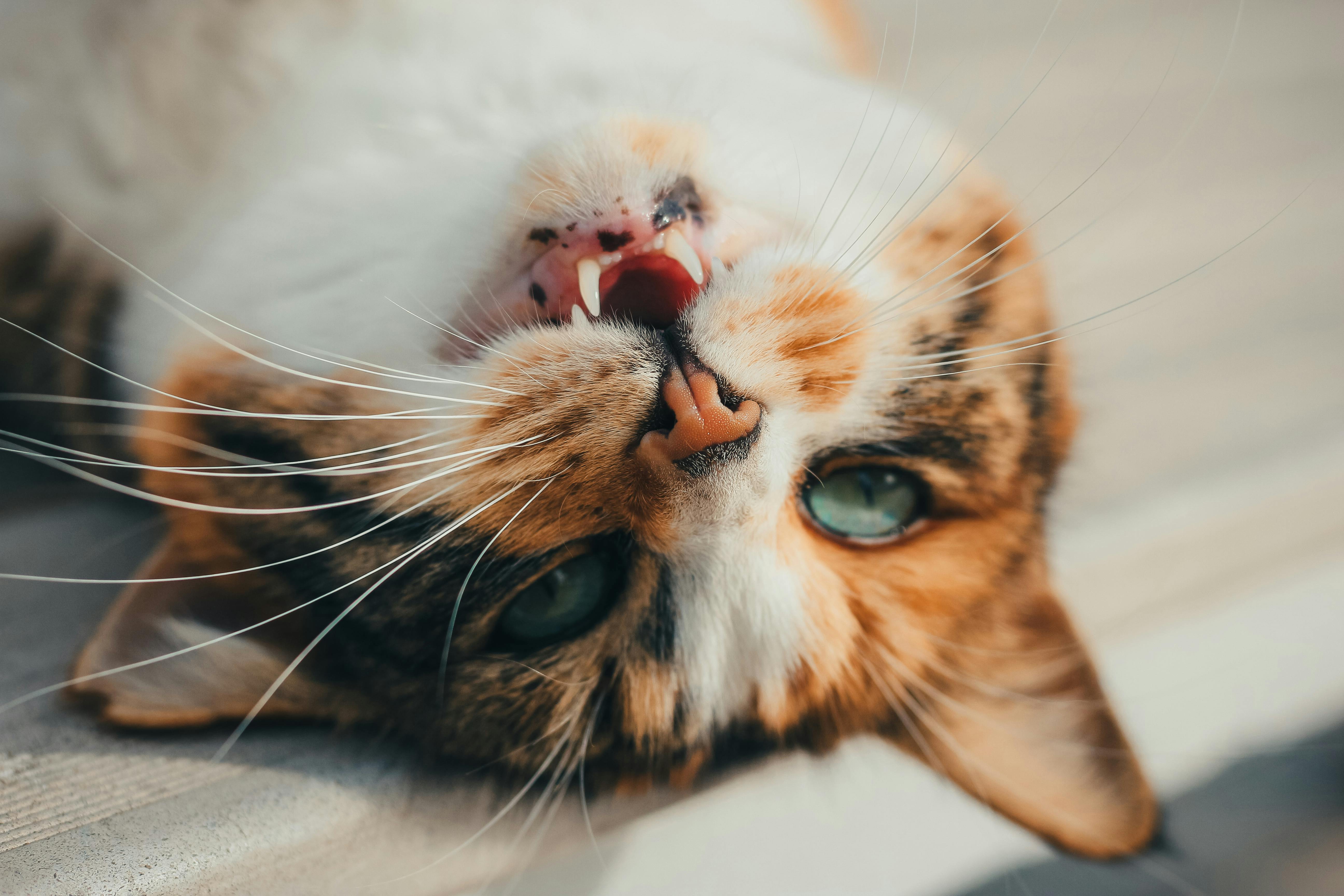 Free Head of Lying Cat Stock Photo