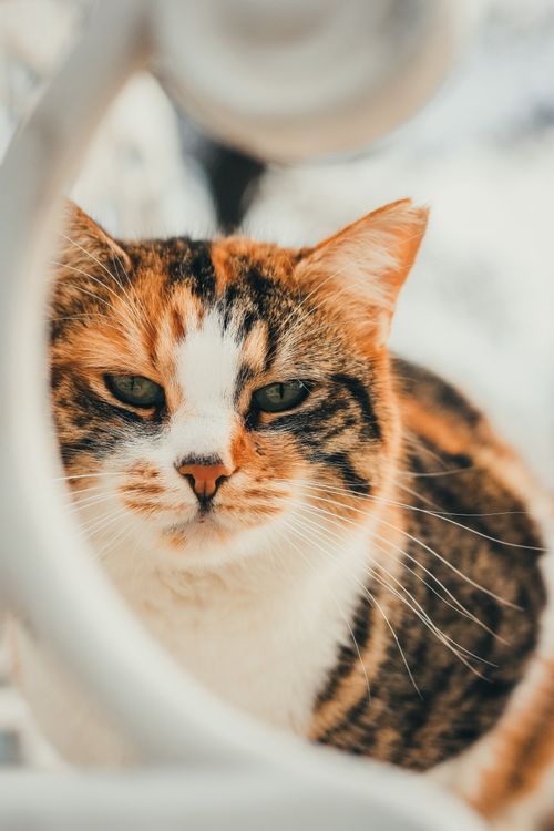 Free Captivating close-up of a calico cat with an expressive face framed by soft focus elements. Stock Photo