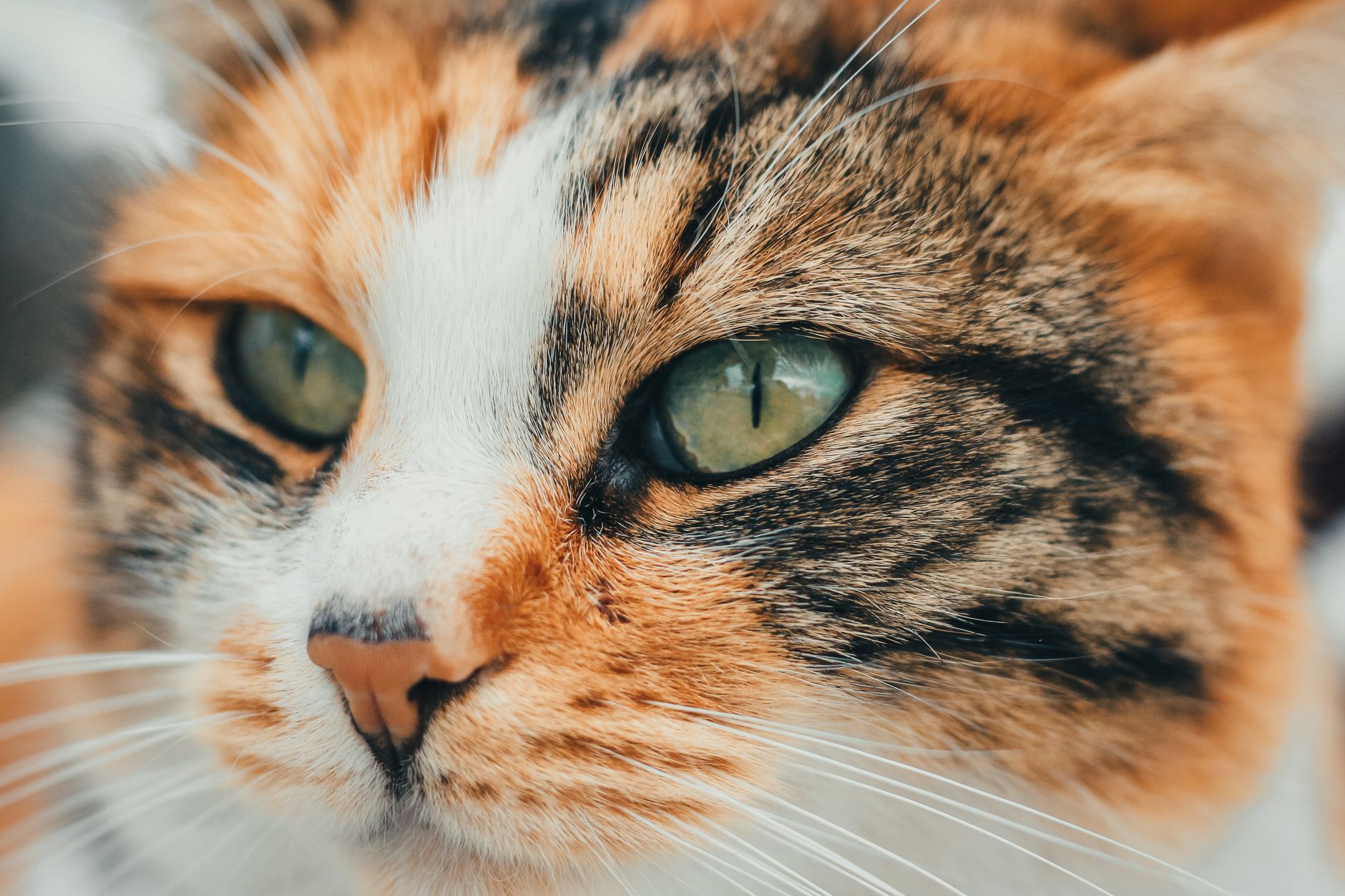 Portrait of a cat at a veterinary clinic