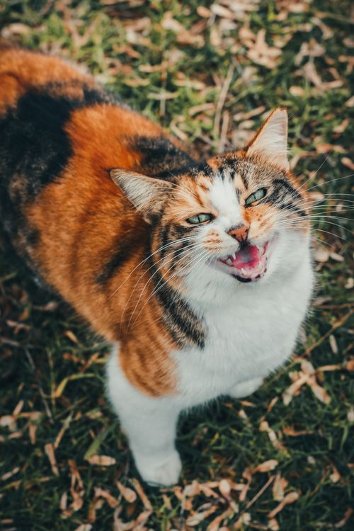 Free A vibrant calico cat gazes upwards outdoors on a grassy field, showing personality. Stock Photo
