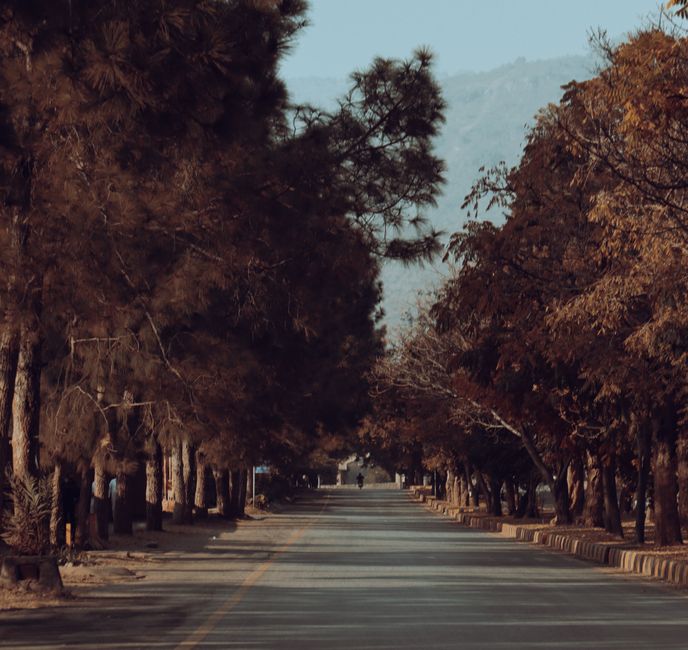 A tranquil tree-lined road in Islamabad, offering a picturesque outdoor scene.