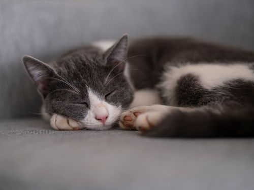 Free A serene grey and white cat sleeping comfortably on a soft grey couch indoors. Stock Photo