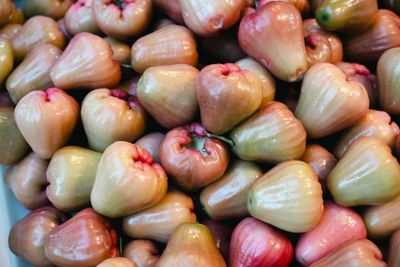 Jambu Air Dalhari