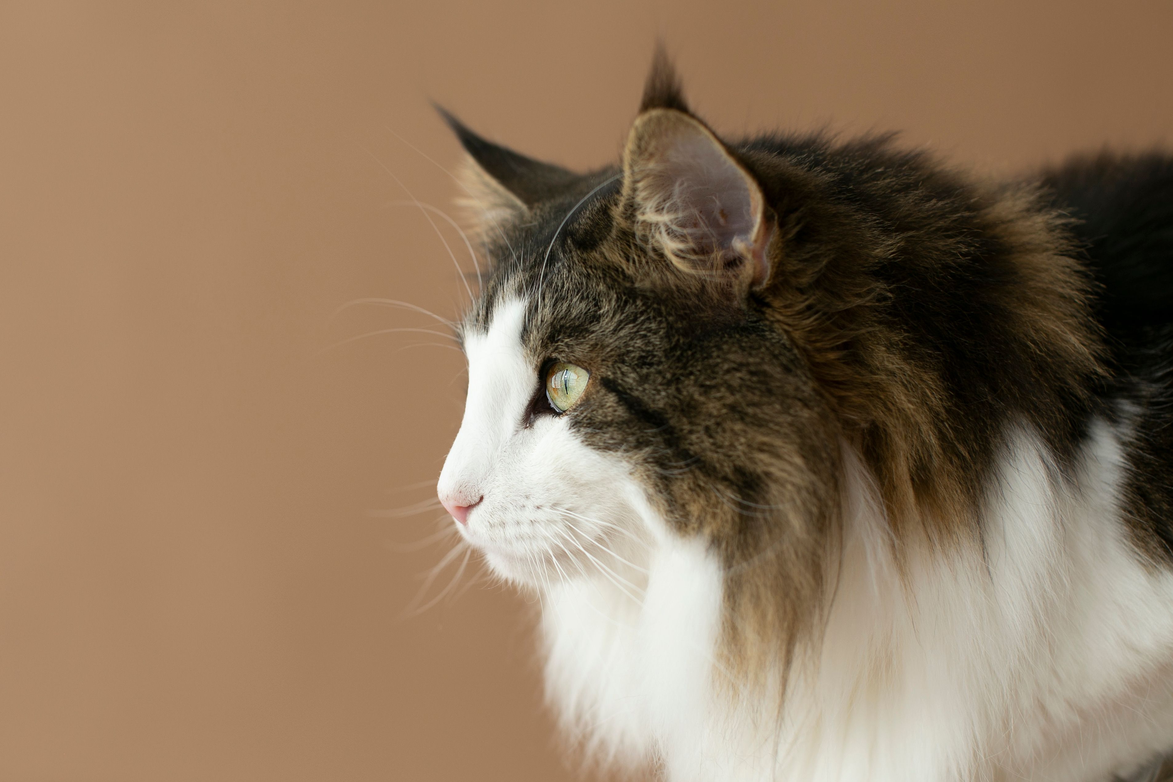 A serene profile view of a fluffy tabby cat against a neutral background.