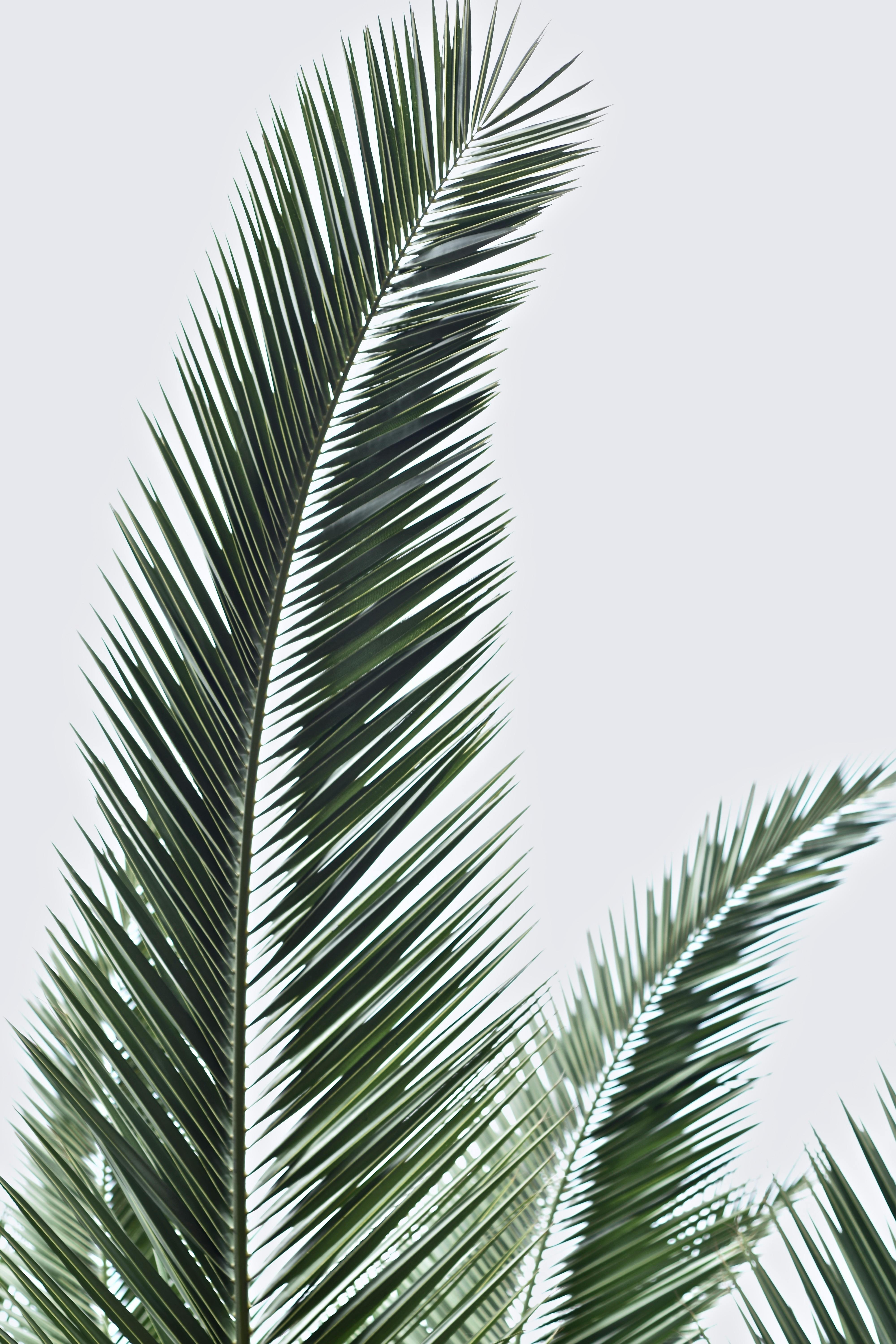 Free Vector  Realistic dark tropical leaves background