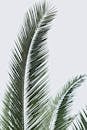 柔和的灰色天空映衬着绿色棕榈叶的特写镜头，唤起宁静的热带氛围