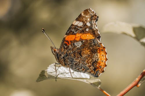 Butterfly on a Leaf 