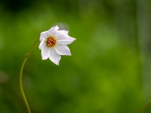White Flower in Nature