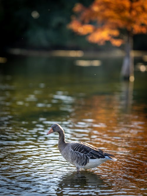 A goose is standing in the water near a tree