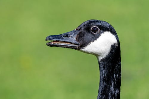 ガチョウ, 動物の写真, 緑色の背景の無料の写真素材