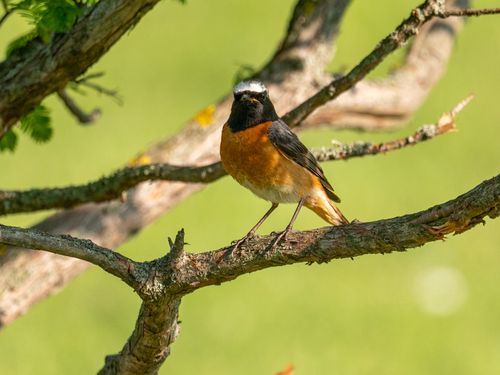 Free A male Redstart (Phoenicurus phoenicurus) perched on a tree branch in a bright, natural setting. Stock Photo