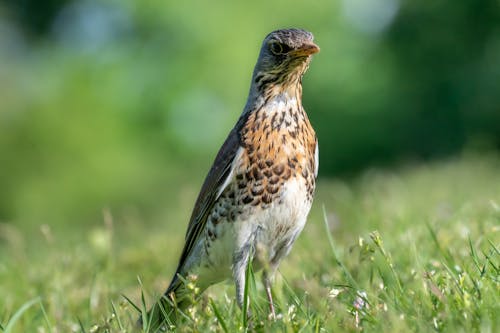 Fieldfare Bird on Grass