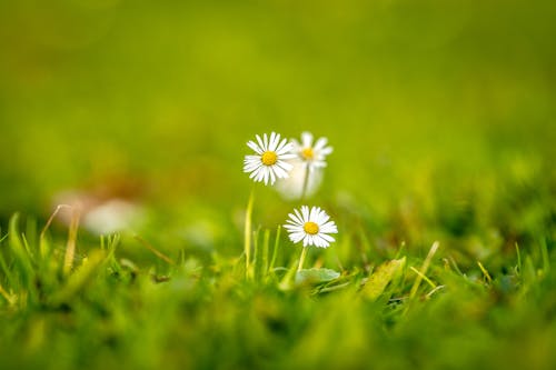 Two white daisies are growing in the grass