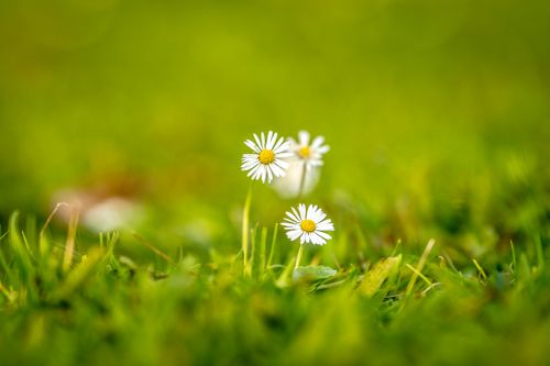 Free A serene shot of daisies blooming amidst lush green grass, captured with a shallow depth of field. Stock Photo