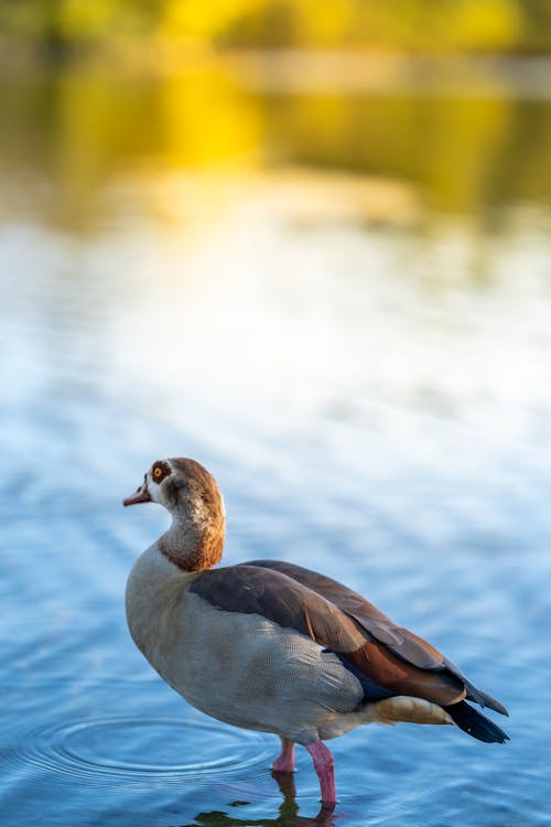 A duck standing in the water near a lake
