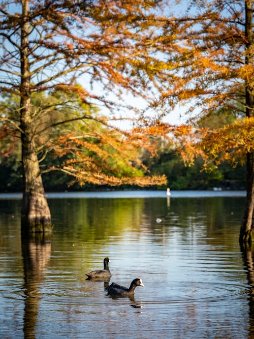 Two ducks swimming in a lake surrounded by trees