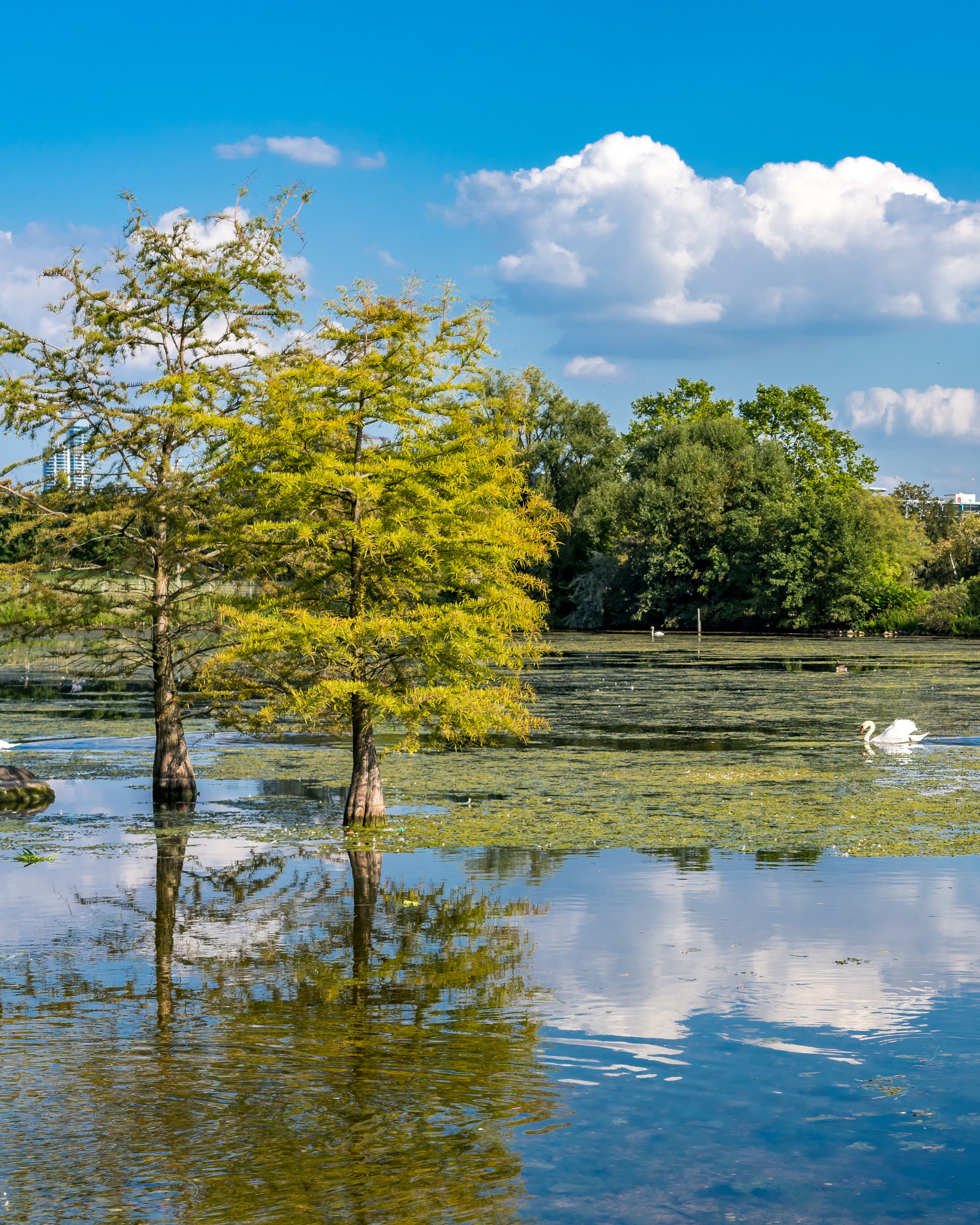 Trees on Lake · Free Stock Photo